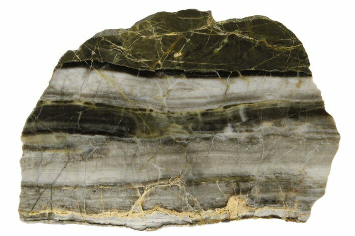 Polished Linella Avis Stromatolite - Million Years #180029